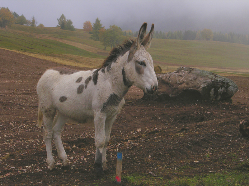 Scatti alle Viote del Bondone.